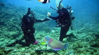 枫丹剧情最新爆料潜水,揭秘神秘潜水生成背后的奇幻世界  第2张